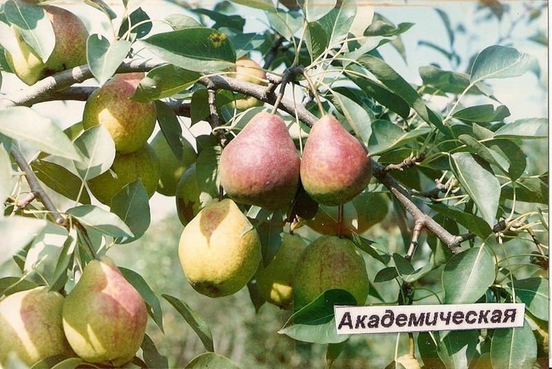 Фольклорные персонажи и образы / Тайны славянских богов. Мир Цветок пустыни (2009) смотреть онлайн или скачать фильм через